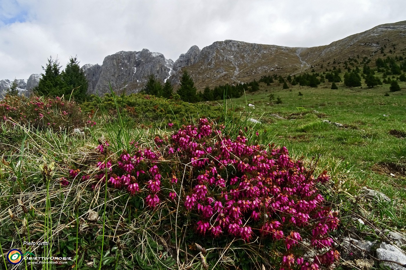 17 Estese fioriture di erica.JPG -                                